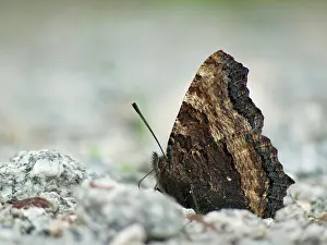 Tortoiseshell: Large Tortoiseshell
