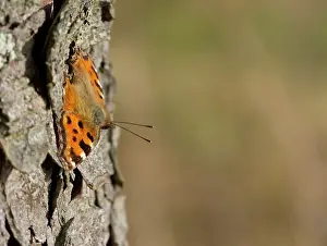Tortoiseshell: Large tortoiseshell