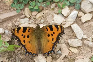 Tortoiseshell: Large Tortoiseshell