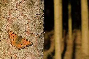 Tortoiseshell: Large Tortoiseshell