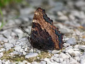 Tortoiseshell: Large Tortoiseshell (Nymphalis polychloros)