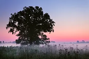 Kentucky: Large tree in farm field and foggy sunrise, Louisville
