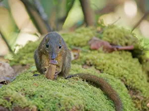 Malaysia: Large Tree Shrew eating large beetle Tupaia tana