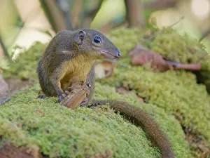 Malaysia: Large Tree Shrew eating large beetle Tupaia tana