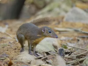 Malaysia: Large Tree Shrew Tupaia tana Sabah, Malaysia, Bo
