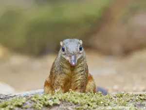 Malaysia: Large Tree Shrew Tupaia tana Sabah, Malaysia, Bo