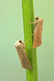 Wainscot: Large Wainscot Moth