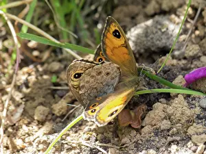 Rhopalocera: Large Wall Brown