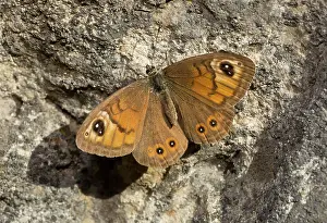 Lasiommata: Large Wall Brown Butterfly Alps, France