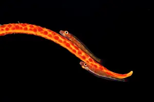Bryaninops: Large Whip Gobies - on a Whip Coral (Junceella sp.)