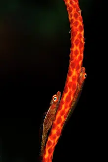 Bryaninops: Large Whip Gobies - on a Whip Coral (Junceella sp.)