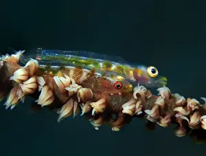 Bryaninops: The Large Whipgoby (Bryaninops amplus) was hidi