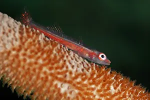 Line: Large Whipgoby - on Whip Coral (Alcyonacea Order) -