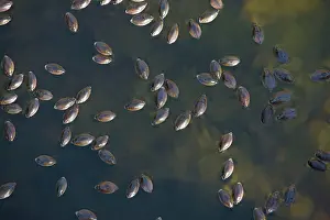 Whirligig: Large Whirligig beetles - group on desert canyon stream