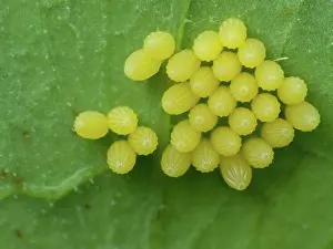 Brassicae: Large White