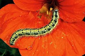 Brassicae: Large White Butterfly Caterpillar