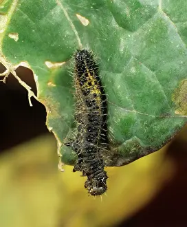 Agent: Large white butterfly caterpillar