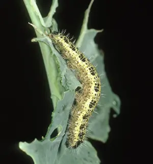 Pieridae: Large white butterfly Caterpillar