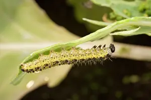 Cabbages: Large White Butterfly caterpillar under cabbage leaf