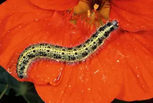 Brassicae: Large White Butterfly Caterpillar / larvae