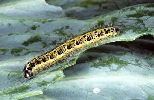 Caterpillars: Large White Butterfly Caterpillar / larvae