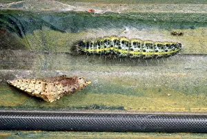 Brassicae: Large White Butterfly - caterpillar & pupa