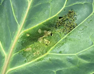 Brussel: Large white butterfly caterpillars