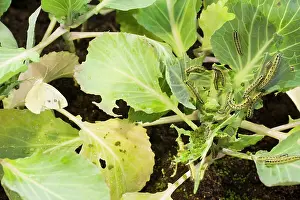 Cabbages: Large White butterfly and caterpillars on cabbage plants
