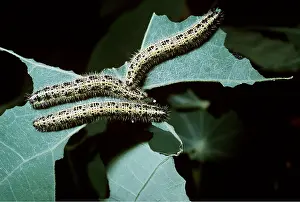 Larvae: Large White Butterfly Caterpillars - devastating cabbage