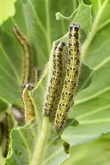 Cabbages: Large White Butterfly caterpillars feeding on cabbage