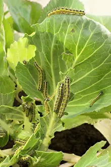 Cabbages: Large White Butterfly caterpillars feeding on cabbage