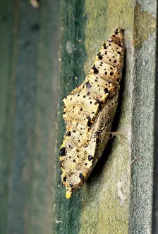 Brassicae: Large White Butterfly - Chrysalis