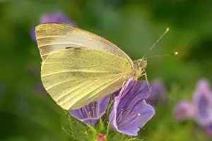 Echium: Large White butterfly on Echium