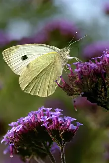 Verbena: A large White butterfly - feeding on the purple