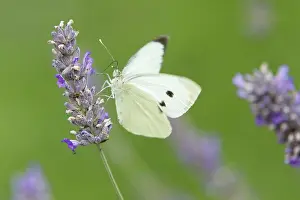 Brassicae: Large White Butterfly - female feeding on Lavender flower