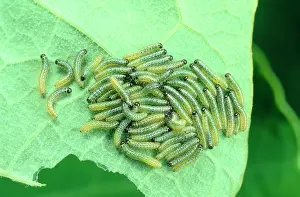Brassicae: LARGE WHITE BUTTERFLY - LARVA / Caterpillar MASS