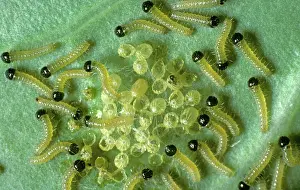 Case: Large White Butterfly Larvae