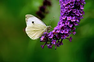 Brassicae: Large White Butterfly on Lilac