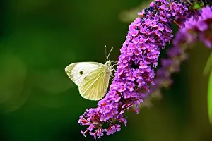 Brassicae: Large White Butterfly on Lilac