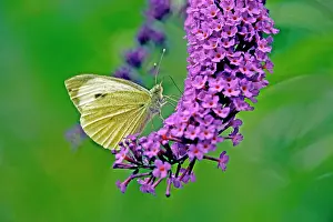 Brassicae: Large White Butterfly on Lilac