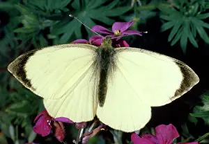 Brassicae: Large White Butterfly - male