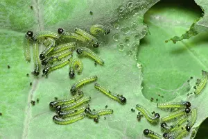 Brassicae: Large White Butterfly - Young Caterpillars