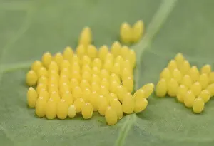 Whites: Large White Caterpillar - eggs laid on brassica