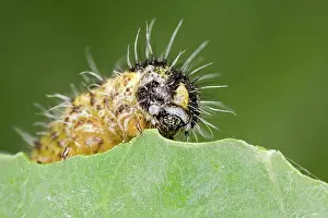 Larvae: Large White - caterpillar feeding on brassica