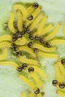 Larvae: Large white - caterpillars feeding on brassica