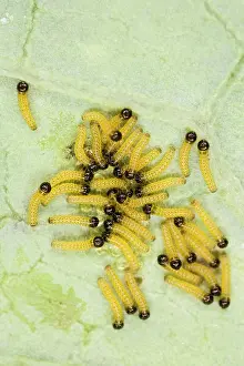 Larvae: Large white - caterpillars just hatched