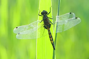 Pectoralis: Large white-faced darter - Male