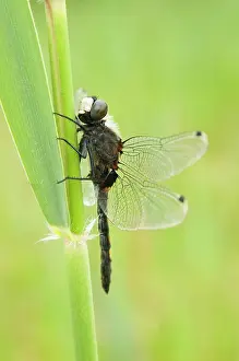 Pectoralis: Large white-faced Darter - Male