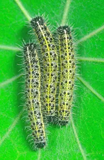 Nasturtium: Large White - Larvae on Nasturtium Leaf