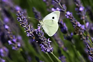 Brassicae: Large White - on lavendar